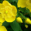 Hypericum forrestii