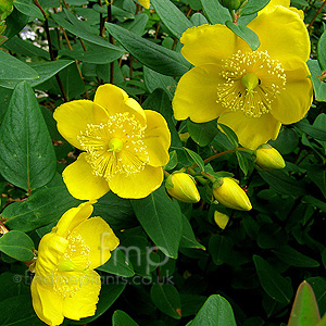 Hypericum forrestii