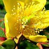 Hypericum triquetrifolium