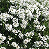 Iberis sempervirens - Candytuft