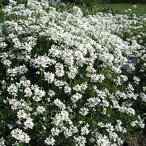 Iberis sempervirens (Candytuft)