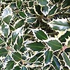 Ilex aquifolium - Elegantissima - Golden Holly