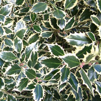 Ilex aquifolium - 'Elegantissima' (Golden Holly)