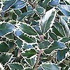 Ilex aquifolium - Handsworth New Silver - Golden Holly