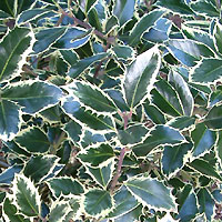 Ilex aquifolium - Handsworth New Silver' (Golden Holly)