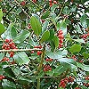 Ilex - click for full details