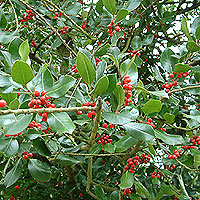 Ilex aquifolium (Holly)