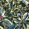 Ilex aquifolium - Victoria - Golden Holly
