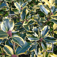 Ilex aquifolium - 'Victoria' (Golden Holly)