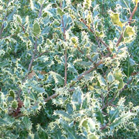 Ilex aquifolium - 'Ferox Agentea'