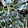 Ilex aquifolium - Argentea Marginata - Holly