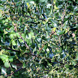 Ilex aquifolium - 'Crispa' (Small Leaved Holly, Ilex)