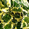 Ilex aquifolium - Golden Queen - Golden Holly