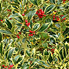 Ilex  aquifolium pyramidalis - Aureomarginata