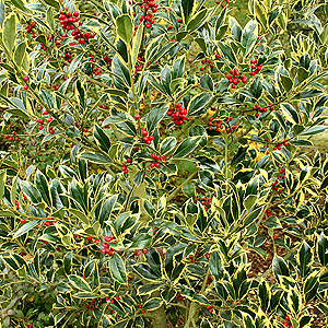 Ilex  aquifolium pyramidalis - 'Aureomarginata'