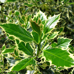 Ilex aquifolium - 'Elegantissima' (Holly,  Ilex)