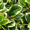 Ilex  X altaclerensis - Golden King - Variegated Holly, Ilex