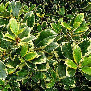 Ilex  X altaclerensis - 'Golden King' (Variegated Holly, Ilex)