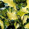 Ilex  aquifolium - Gold Milkboy