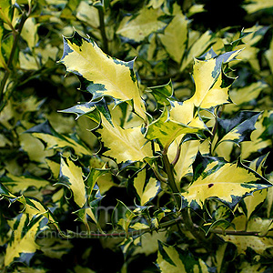 Ilex  aquifolium - 'Gold Milkboy'