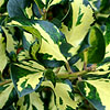 Ilex X altaclerensis - Ripley Gold - Variegated Holly, Ilex