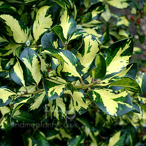 Ilex X altaclerensis - 'Ripley Gold' (Variegated Holly, Ilex)