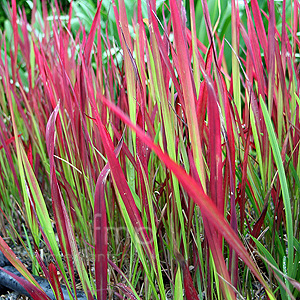 Imperata cylindrica - 'Rubra' (Japanese Blood Grass)