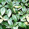 Vinca minor - Aureovariegata - Periwinkle