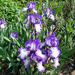 Iris - 'Arctic Fancy'