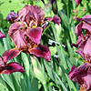 Iris - Downland