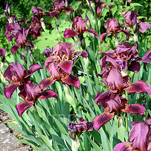 Iris - 'Downland'