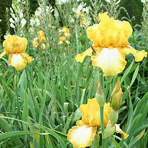 Iris - 'Golden Spice'