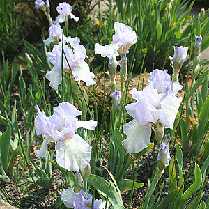 Iris - 'Happy Mood' (Bearde Iris)