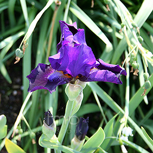 Iris - 'Katie-koo'