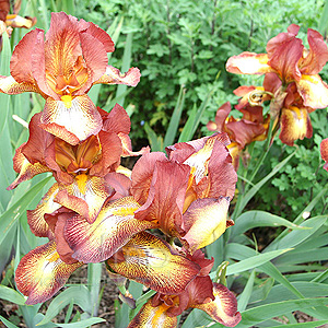 Iris - 'Kent Pride'