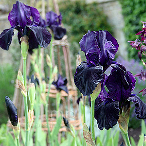 Iris - 'Licorice Stick'