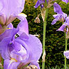 Iris pallida - Bearded Iris