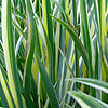 Iris pallida - Aurea Variegata - Bearded Iris