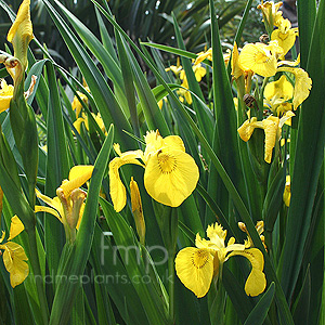 Iris pseudacorus (Yellow Water Flag)