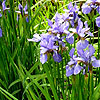 Iris sibirica - Siberian Iris