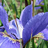 Iris sibirica - Navy Brass - Siberian Iris