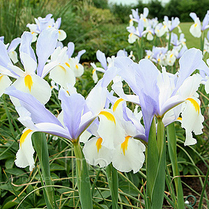 Iris - 'Silver Beauty'