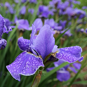 Iris  sibirica - 'Silver Edge'