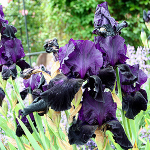 Iris - 'Swazi Princess'