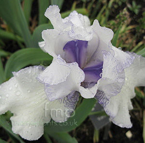 Iris - 'Violte Icing'