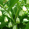 Convallaria majalis - Lily of the valley