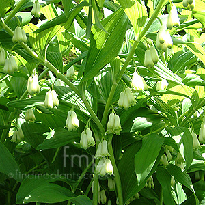 Convallaria majalis (Lily Of The Valley)