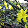 Jasminum nudiflorum - Winter Jasmine