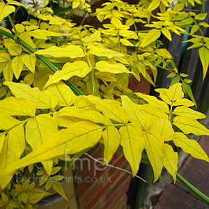 Jasminum officinalis - 'Aureum' (Golden Jasmine, Jasminum)