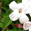 Jasminum officinale - White Jasmine